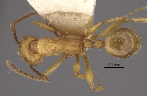 Aphaenogaster crocea specimen CASENT0917749 image casent0917749_1