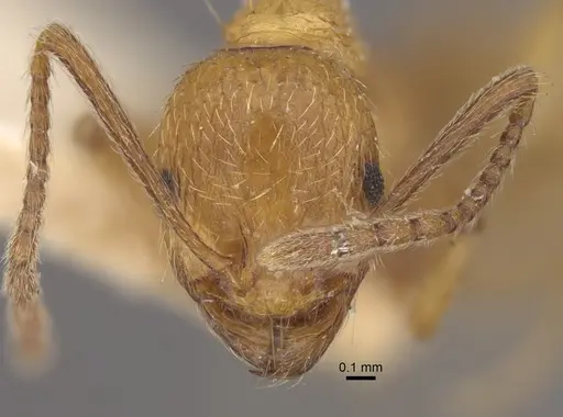 Aphaenogaster crocea specimen CASENT0917749 image casent0917749_2