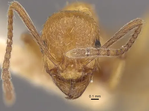 Aphaenogaster crocea specimen CASENT0917749 image casent0917749_3