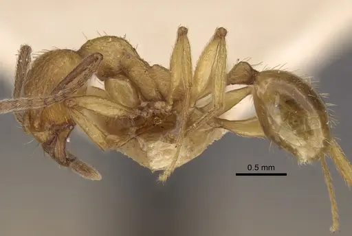 Aphaenogaster crocea specimen CASENT0917749 image casent0917749_4