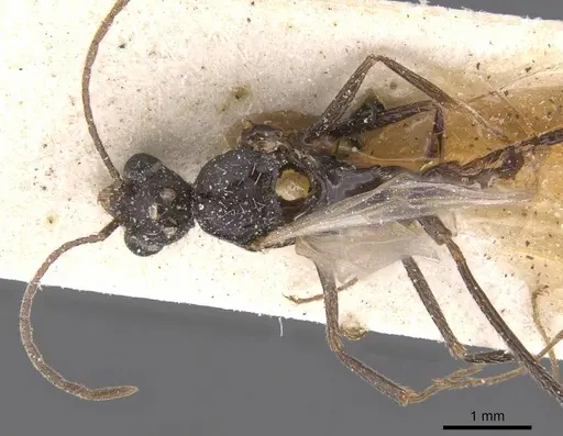 Aphaenogaster curiosa specimen CASENT0913109 image casent0913109_1