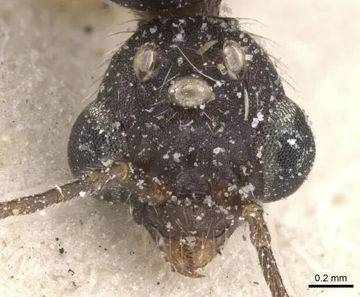Aphaenogaster curiosa specimen CASENT0913109 image casent0913109_2