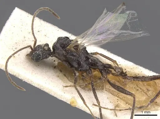 Aphaenogaster curiosa specimen CASENT0913109 image casent0913109_3