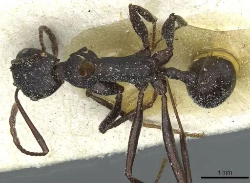 Aphaenogaster depilis specimen CASENT0913110 image casent0913110_1