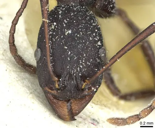 Aphaenogaster depilis specimen CASENT0913110 image casent0913110_2