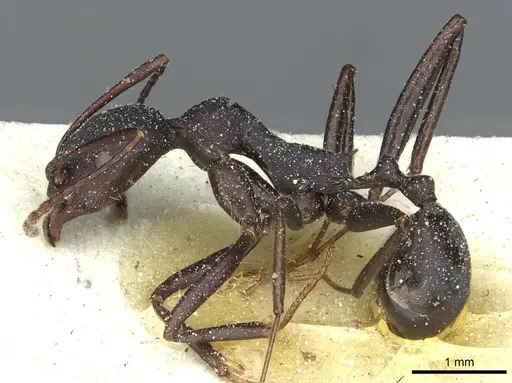 Aphaenogaster depilis specimen CASENT0913110 image casent0913110_3