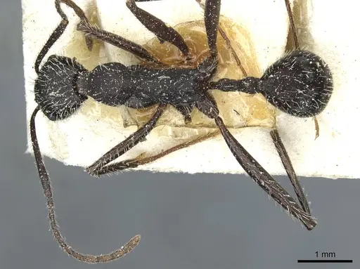 Aphaenogaster depilis specimen CASENT0913112 image casent0913112_1