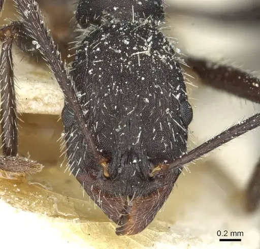 Aphaenogaster depilis specimen CASENT0913112 image casent0913112_2