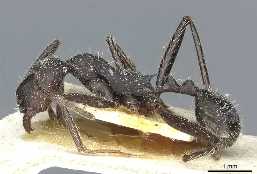 Aphaenogaster depilis specimen CASENT0913112 image casent0913112_3
