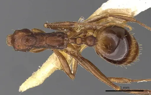 Aphaenogaster depressa specimen CASENT0900460 image casent0900460_1