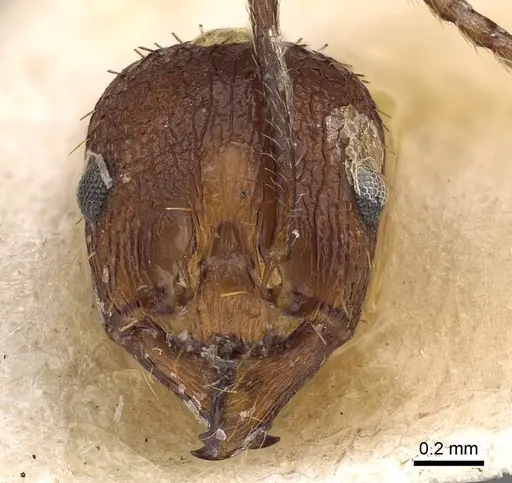 Aphaenogaster depressa specimen CASENT0900460 image casent0900460_2