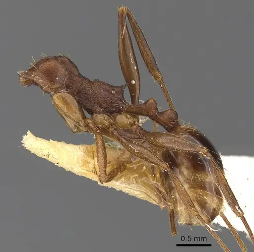 Aphaenogaster depressa specimen CASENT0900460 image casent0900460_3