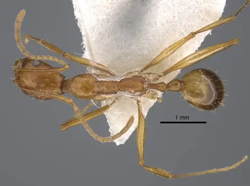 Aphaenogaster dlusskyi specimen CASENT0917359 image casent0917359_1