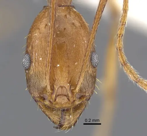 Aphaenogaster dlusskyi specimen CASENT0917359 image casent0917359_2