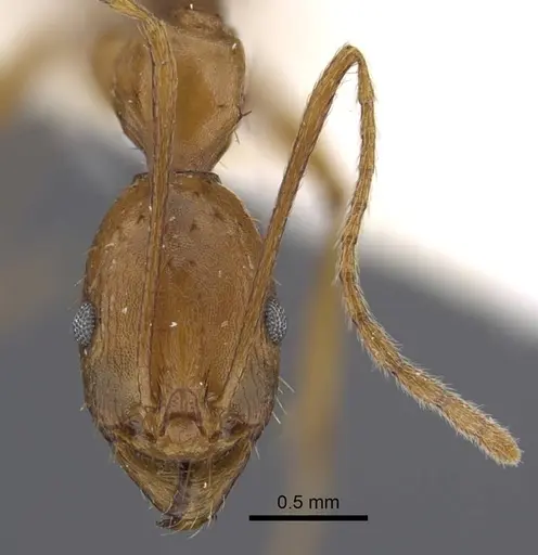 Aphaenogaster dlusskyi specimen CASENT0917359 image casent0917359_3
