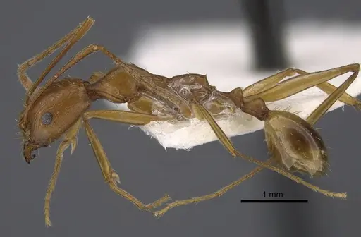 Aphaenogaster dlusskyi specimen CASENT0917359 image casent0917359_4