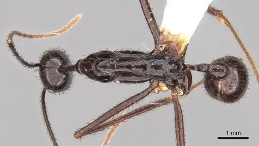 Aphaenogaster dromedaria specimen CASENT0280945 image casent0280945_1