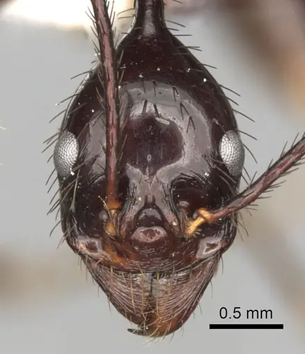 Aphaenogaster dromedaria specimen CASENT0280945 image casent0280945_2