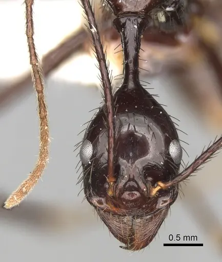 Aphaenogaster dromedaria specimen CASENT0280945 image casent0280945_3