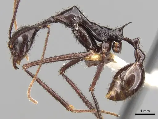 Aphaenogaster dromedaria specimen CASENT0280945 image casent0280945_4