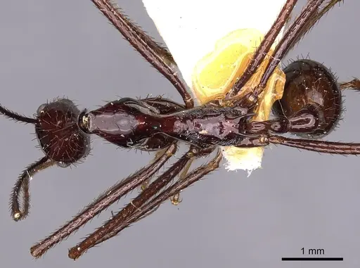 Aphaenogaster dromedaria specimen CASENT0900422 image casent0900422_1