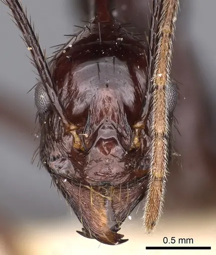 Aphaenogaster dromedaria specimen CASENT0900422 image casent0900422_2