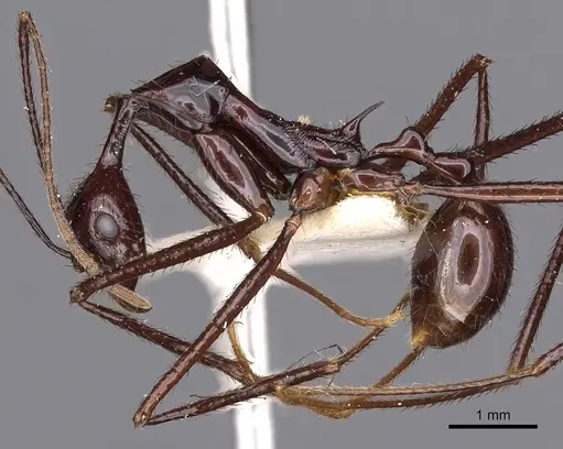 Aphaenogaster dromedaria specimen CASENT0900422 image casent0900422_3