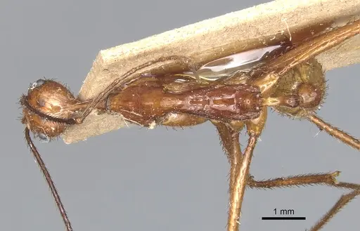 Aphaenogaster dromedaria specimen CASENT0904190 image casent0904190_1