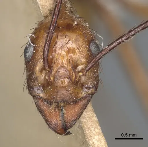 Aphaenogaster dromedaria specimen CASENT0904190 image casent0904190_2