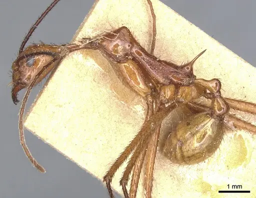 Aphaenogaster dromedaria specimen CASENT0904190 image casent0904190_3