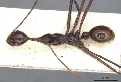 Aphaenogaster dromedaria specimen CASENT0904191 image casent0904191_1