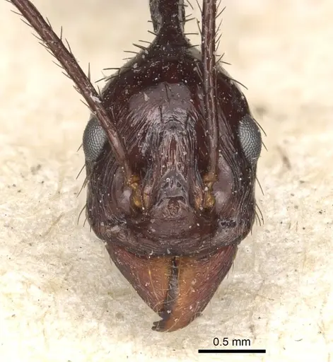 Aphaenogaster dromedaria specimen CASENT0904191 image casent0904191_2