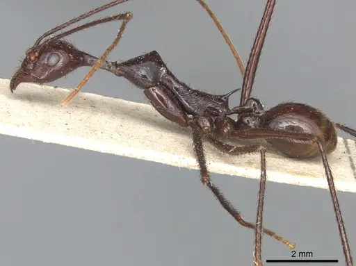 Aphaenogaster dromedaria specimen CASENT0904191 image casent0904191_3
