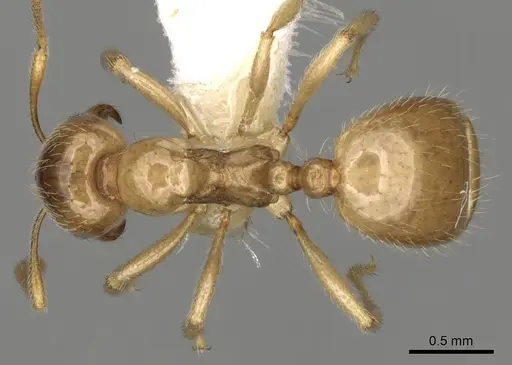 Aphaenogaster dulcineae specimen CASENT0280959 image casent0280959_1
