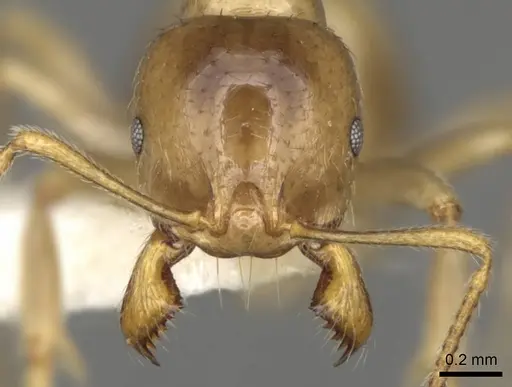Aphaenogaster dulcineae specimen CASENT0280959 image casent0280959_2