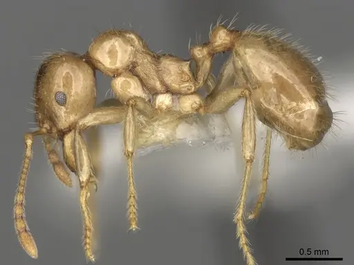 Aphaenogaster dulcineae specimen CASENT0280959 image casent0280959_3