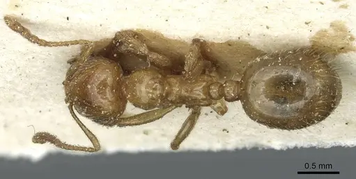 Aphaenogaster dulcineae specimen CASENT0913113 image casent0913113_1