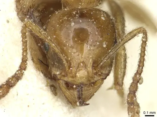 Aphaenogaster dulcineae specimen CASENT0913113 image casent0913113_2