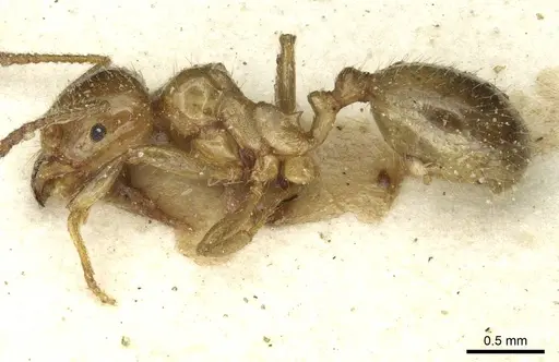 Aphaenogaster dulcineae specimen CASENT0913113 image casent0913113_3