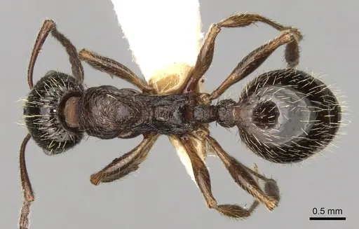 Aphaenogaster epirotes specimen CASENT0280958 image casent0280958_1