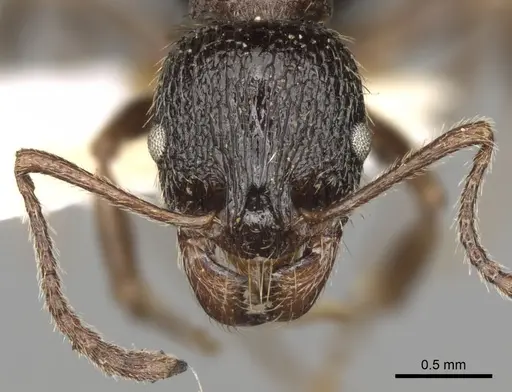 Aphaenogaster epirotes specimen CASENT0280958 image casent0280958_2