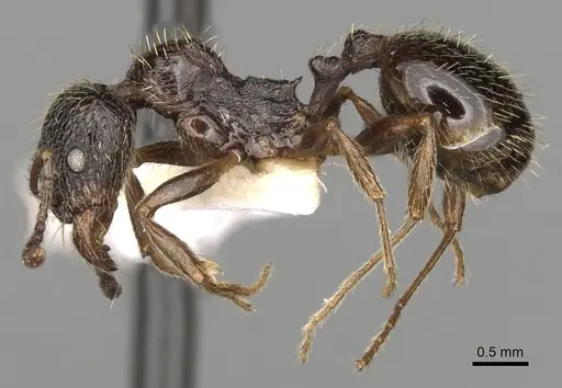 Aphaenogaster epirotes specimen CASENT0280958 image casent0280958_3