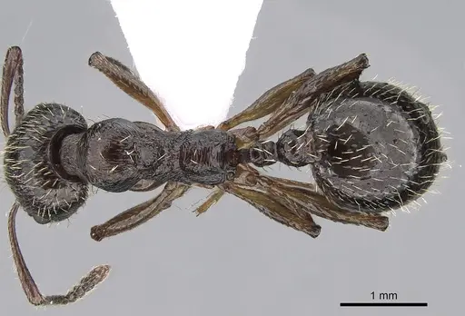 Aphaenogaster epirotes specimen CASENT0281535 image casent0281535_1