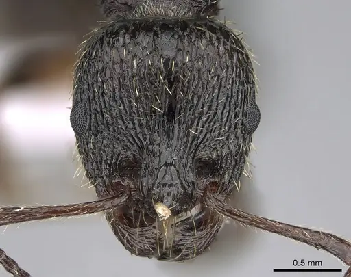 Aphaenogaster epirotes specimen CASENT0281535 image casent0281535_2
