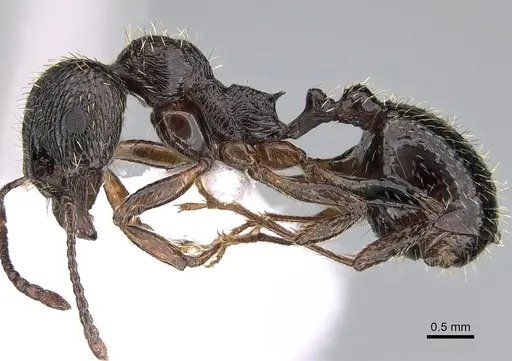Aphaenogaster epirotes specimen CASENT0281535 image casent0281535_3