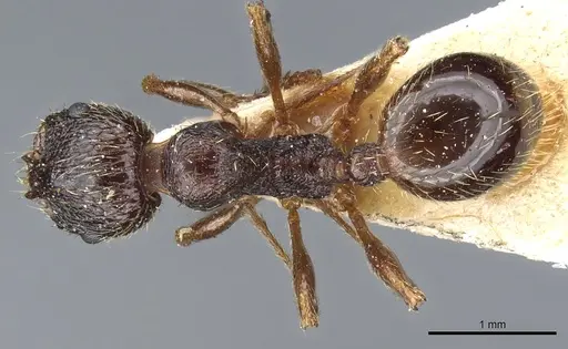 Aphaenogaster epirotes specimen CASENT0904156 image casent0904156_1