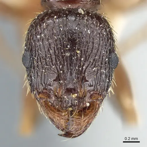 Aphaenogaster epirotes specimen CASENT0904156 image casent0904156_2