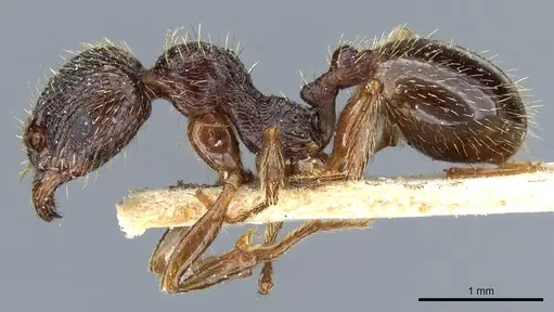 Aphaenogaster epirotes specimen CASENT0904156 image casent0904156_3