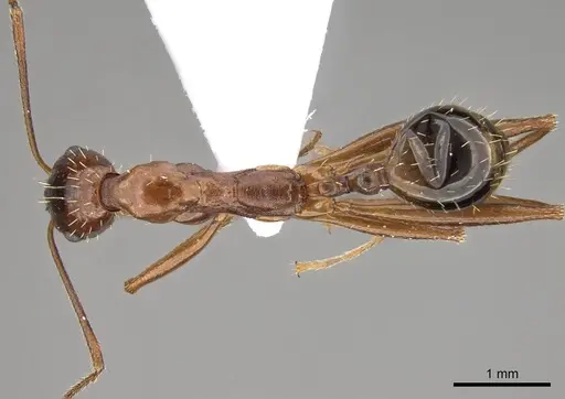 Aphaenogaster equestris specimen CASENT0914408 image casent0914408_1