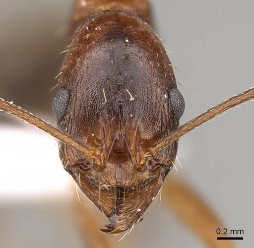 Aphaenogaster equestris specimen CASENT0914408 image casent0914408_2